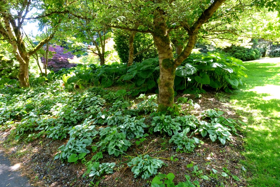 General view - VanDusen Botanical Garden - Vancouver, BC - DSC07354