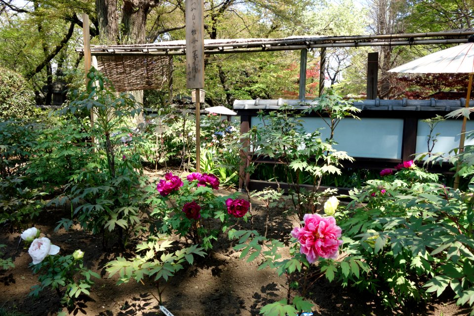 General view - Ueno Tōshō-gū Peony Garden - DSC01947