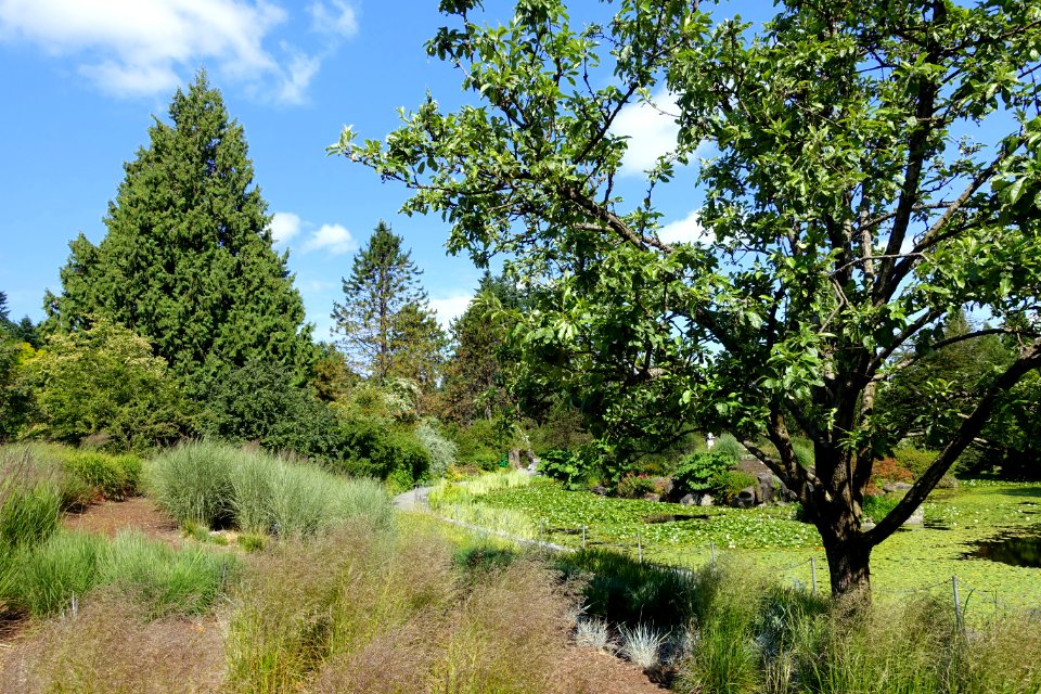 General view - VanDusen Botanical Garden - Vancouver, BC - DSC06728