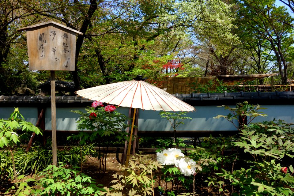 General view - Ueno Tōshō-gū Peony Garden - DSC01942