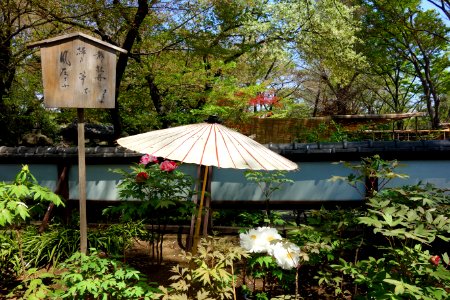 General view - Ueno Tōshō-gū Peony Garden - DSC01942