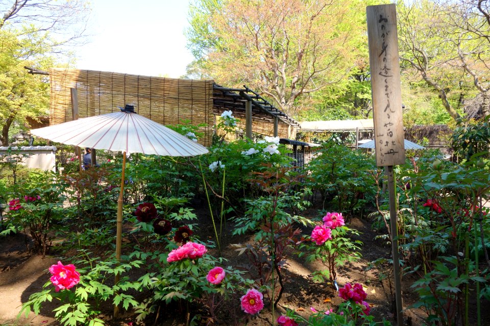 General view - Ueno Tōshō-gū Peony Garden - DSC01957