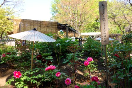 General view - Ueno Tōshō-gū Peony Garden - DSC01957