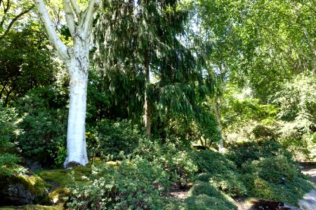 General view - VanDusen Botanical Garden - Vancouver, BC - DSC07350 photo