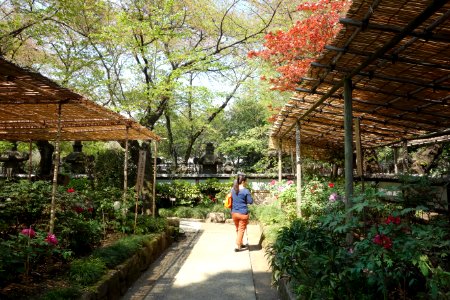 General view - Ueno Tōshō-gū Peony Garden - DSC01913