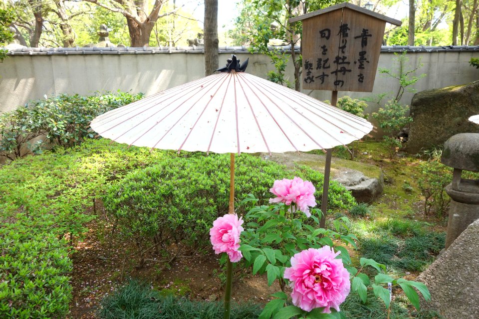 General view - Ueno Tōshō-gū Peony Garden - DSC01883