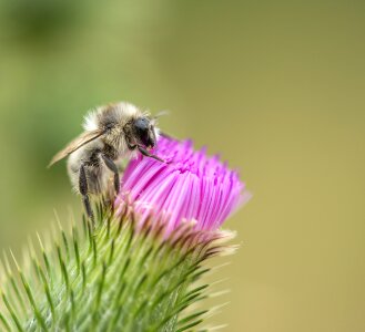 Insect thistle flower purple photo