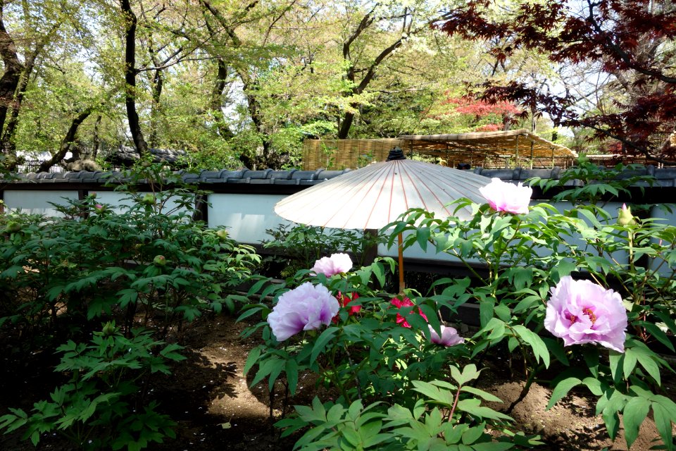 General view - Ueno Tōshō-gū Peony Garden - DSC01937