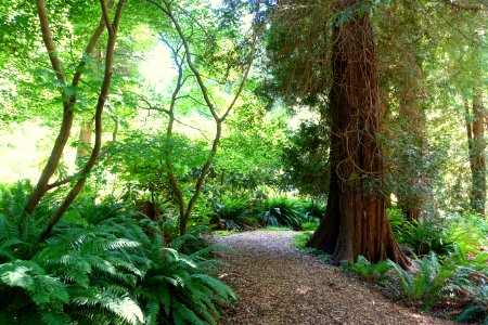 General view - UBC Botanical Garden - Vancouver, Canada - DSC07969