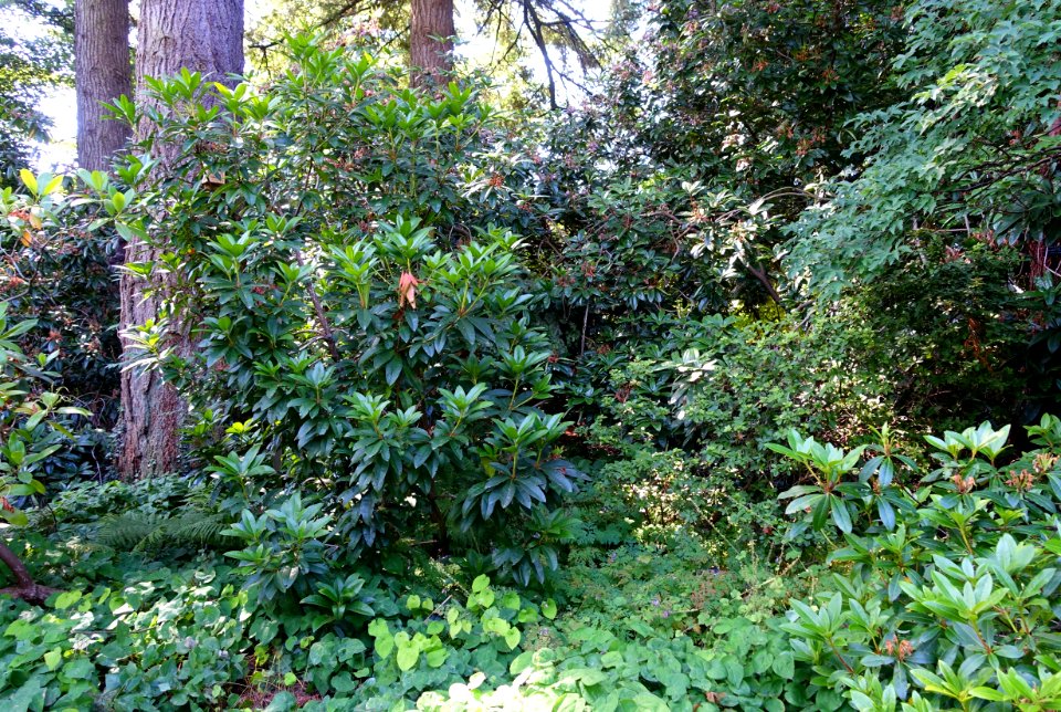 General view - VanDusen Botanical Garden - Vancouver, BC - DSC06809