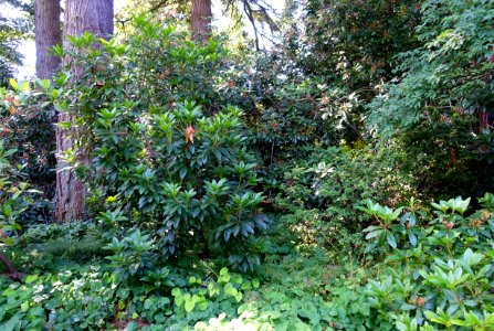 General view - VanDusen Botanical Garden - Vancouver, BC - DSC06809