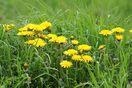 Dandelion flower nuns