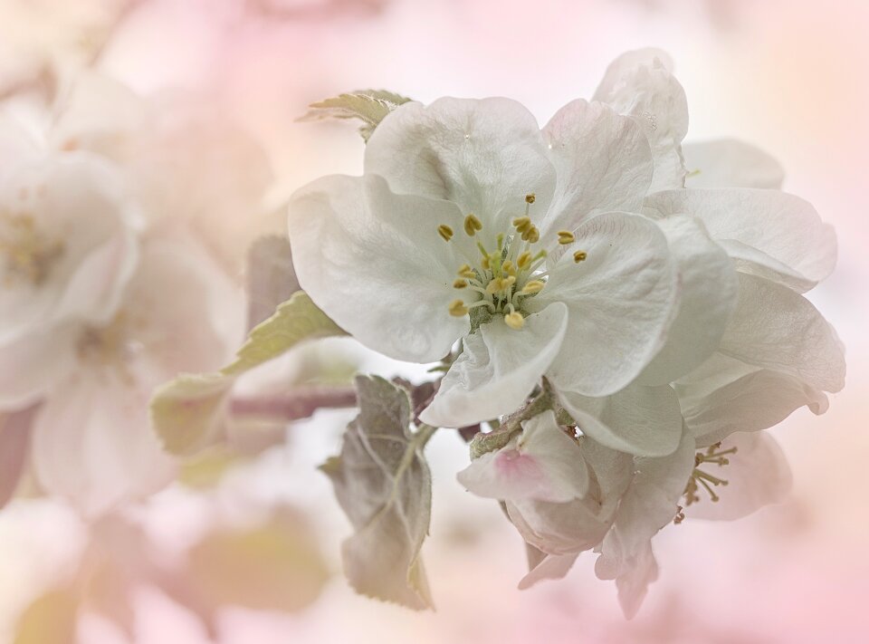 Flowers fruit nature