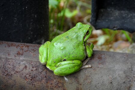 Animals green foliage