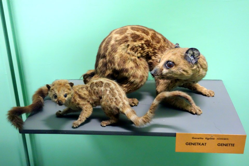 Genetta tigrina - Royal Museum for Central Africa - DSC06774