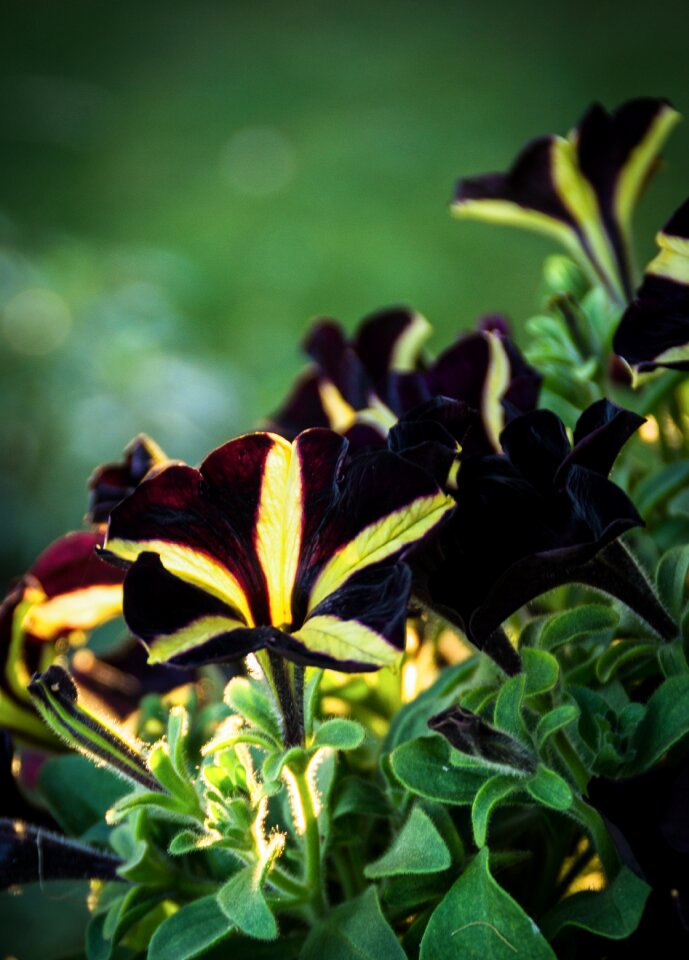 Black yellow balcony plant