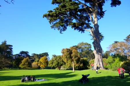 General view - San Francisco Botanical Garden - DSC09926