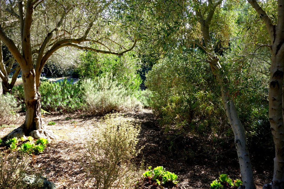General view - Leaning Pine Arboretum - DSC05728