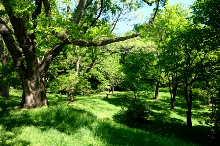 General view - Arnold Arboretum - DSC06724