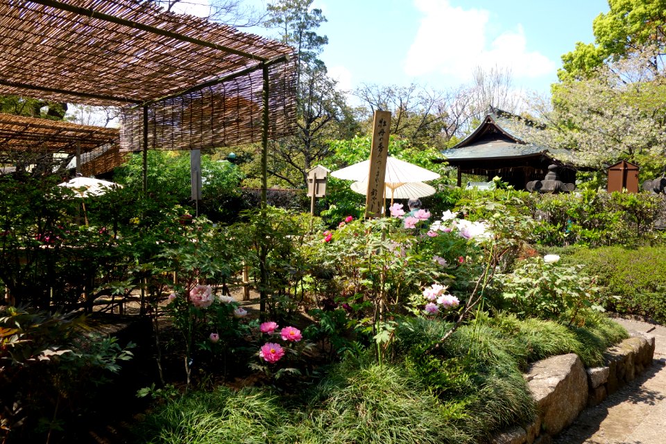 General view - Ueno Tōshō-gū Peony Garden - DSC01949