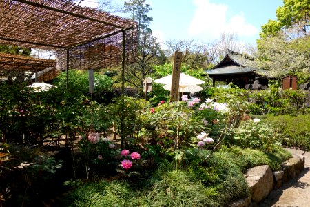 General view - Ueno Tōshō-gū Peony Garden - DSC01949