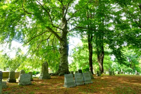 General view - Newton Cemetery & Arboretum - Newton Center, MA - DSC07072