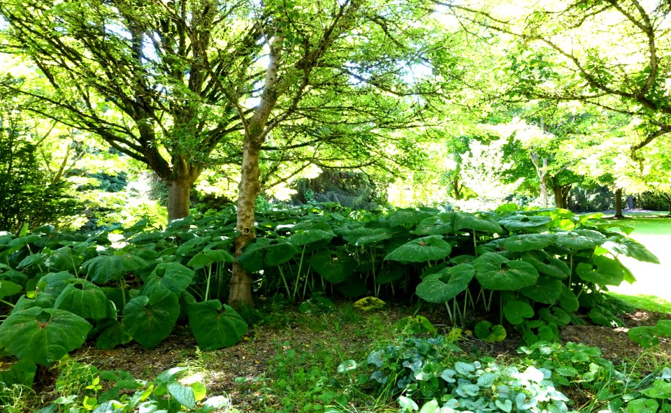 General view - VanDusen Botanical Garden - Vancouver, BC - DSC07356