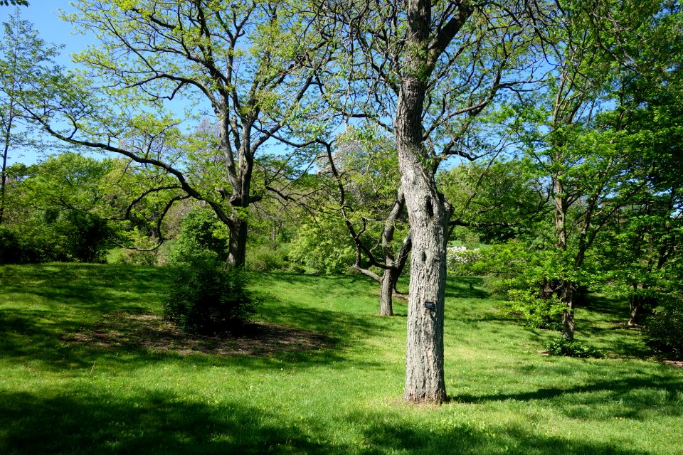 General view - Arnold Arboretum - DSC06718