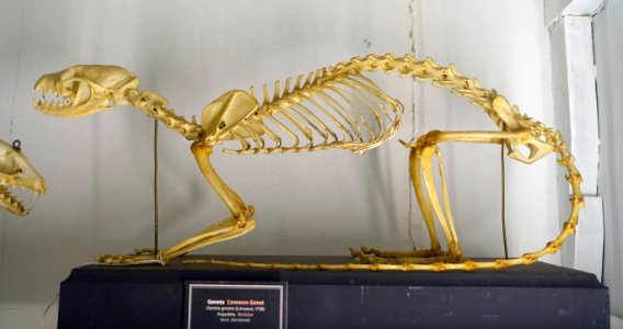 Genetta genetta skeleton - Museu da Ciência da Universidade de Coimbra - University of Coimbra - Coimbra, Portugal - DSC09220