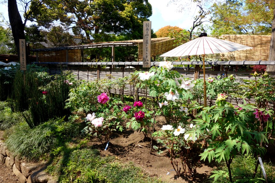 General view - Ueno Tōshō-gū Peony Garden - DSC01955