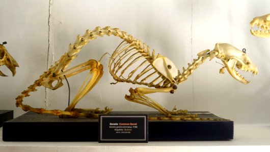 Genetta genetta skeleton - Museu da Ciência da Universidade de Coimbra - University of Coimbra - Coimbra, Portugal - DSC09219
