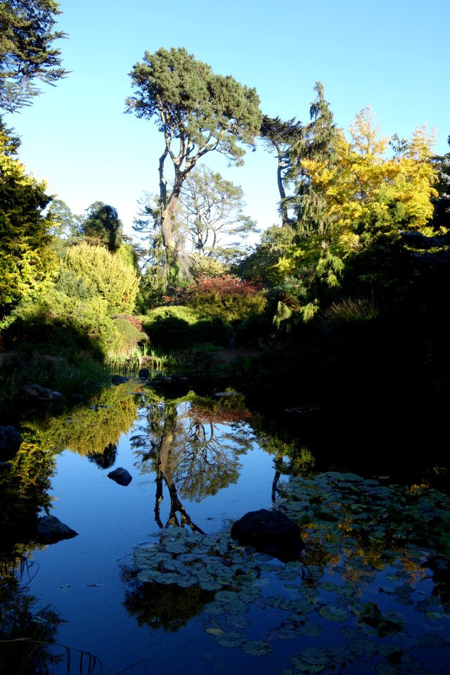 General view - San Francisco Botanical Garden - DSC00001