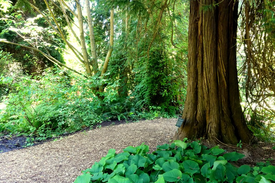 General view - UBC Botanical Garden - Vancouver, Canada - DSC08440