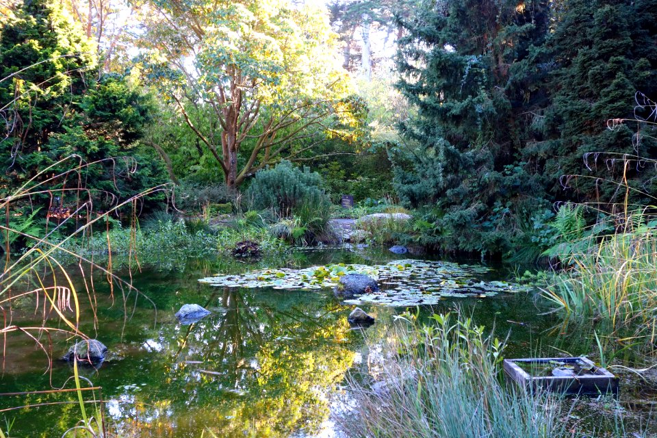 General view - San Francisco Botanical Garden - DSC09997