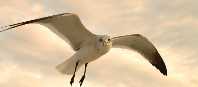 Bird wildlife nature