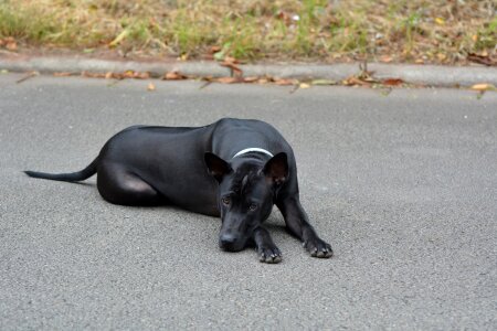 Young dog black dog cute dog photo