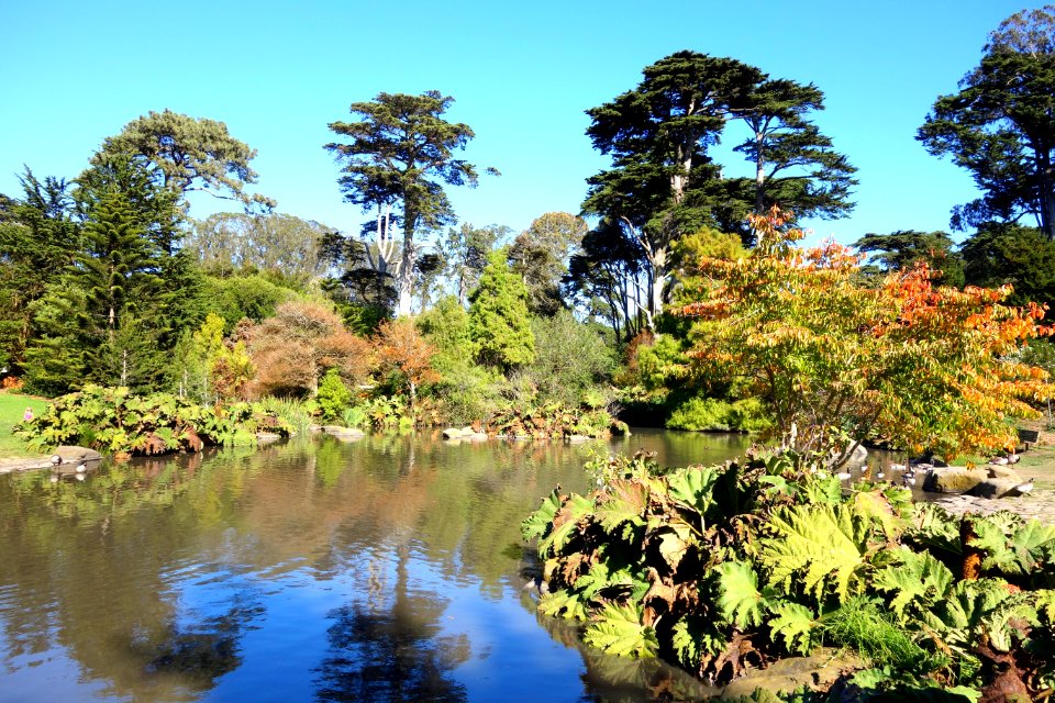 General view - San Francisco Botanical Garden - DSC09903