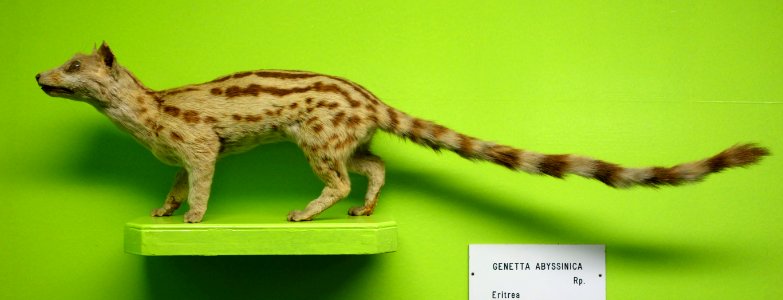 Genetta abyssinica - Museo Civico di Storia Naturale Giacomo Doria - Genoa, Italy - DSC02695