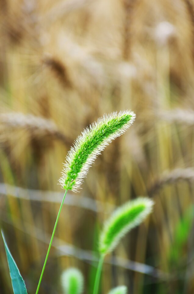 Natural green factory