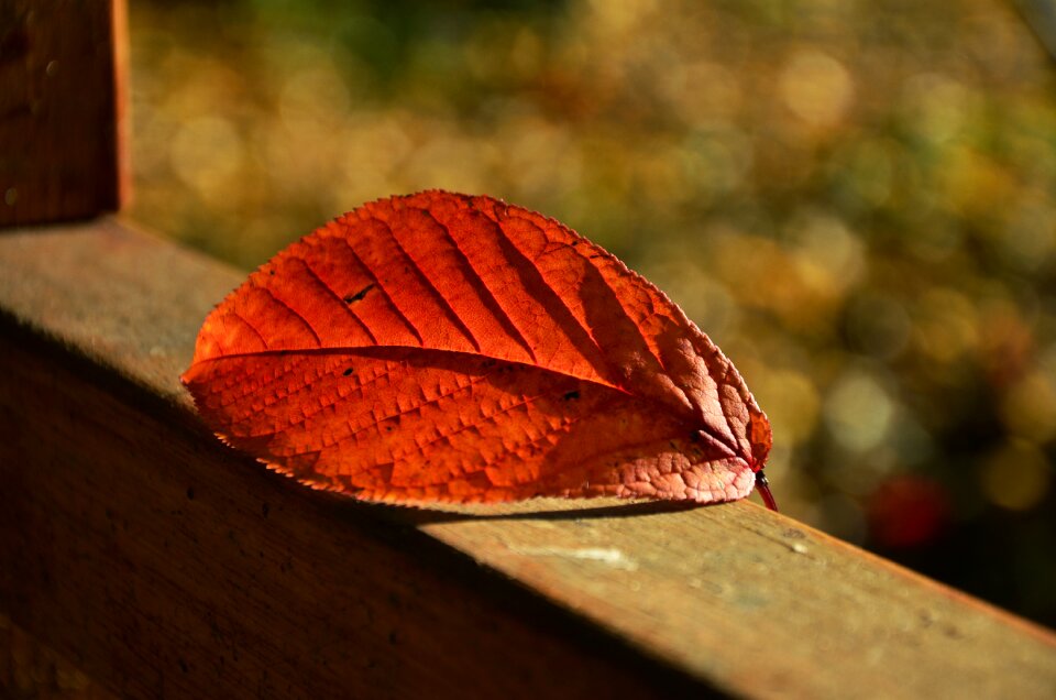 Autumn colours golden autumn fall foliage