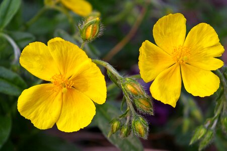 Yellow flower nature