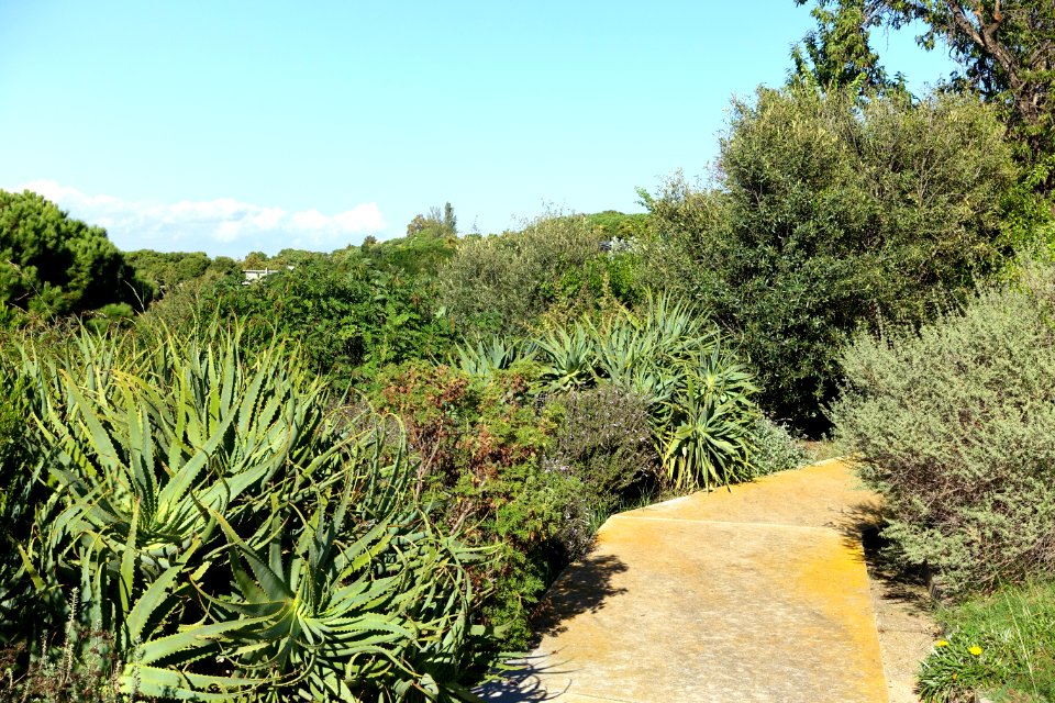 General view - Jardín Botánico de Barcelona - Barcelona, Spain - DSC09262