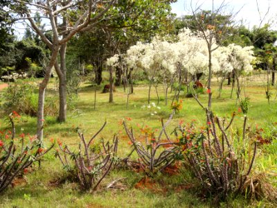 General view - Jardim Botânico de Brasília - DSC09712