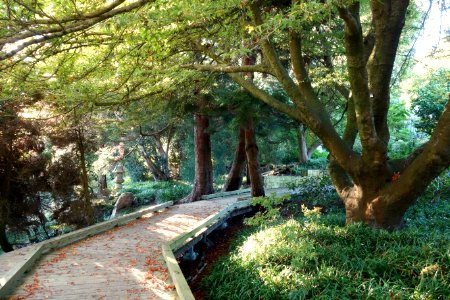 General view - San Francisco Botanical Garden - DSC00053 photo