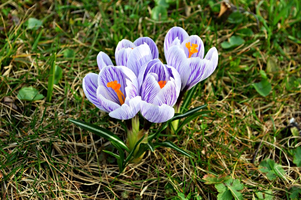 Nature blooms flower