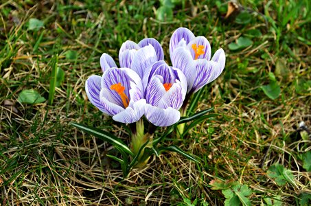Nature blooms flower