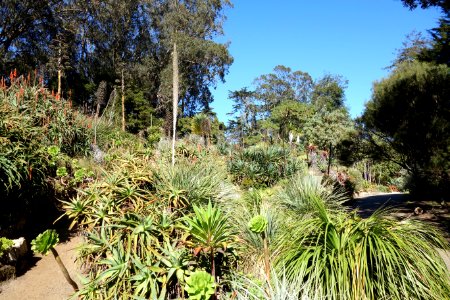 General view - San Francisco Botanical Garden - DSC09801 photo