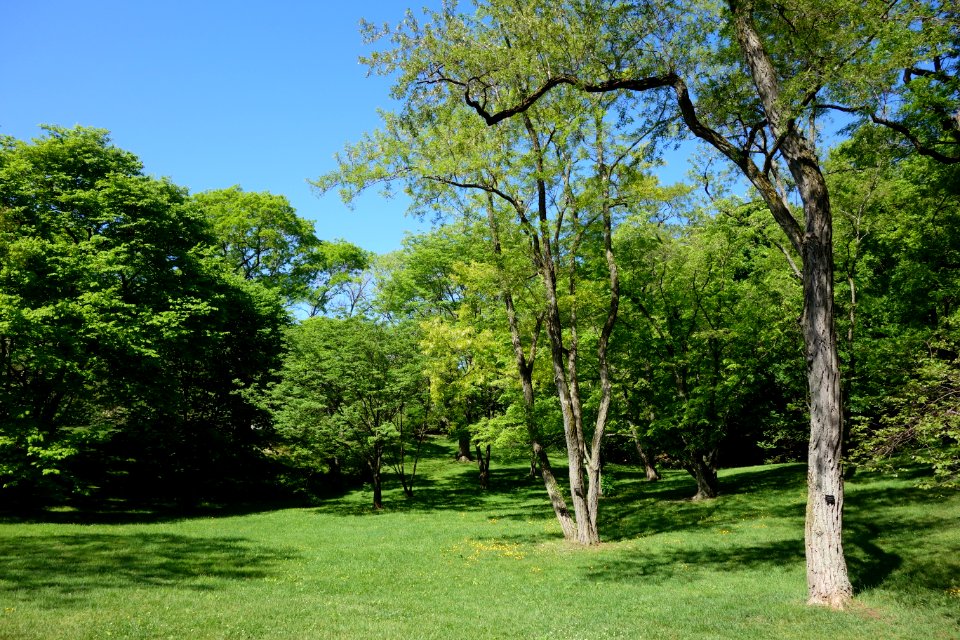 General view - Arnold Arboretum - DSC06714