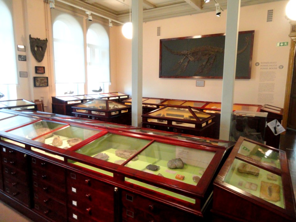 General view - Fossils in the Arppeanum - DSC05507