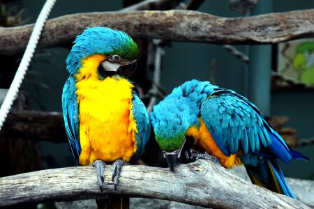 Colorful feathers perched photo